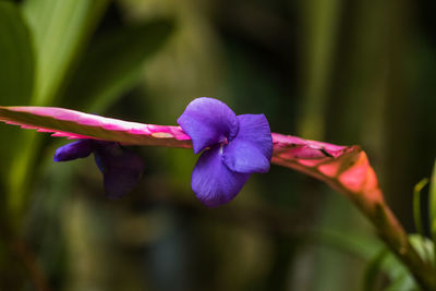 Close-up of pink flower blooming outdoors