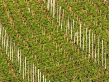 Full frame shot of ivy growing on field