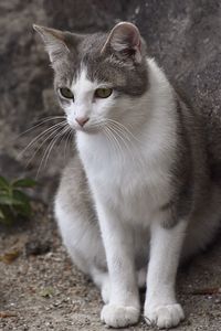 Close-up of a cat looking away