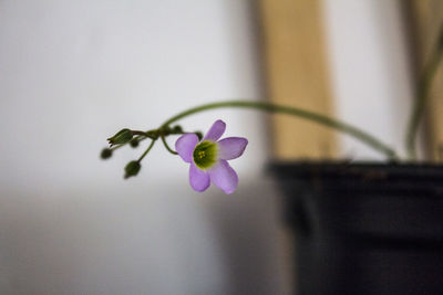 Close-up of purple flowering plant