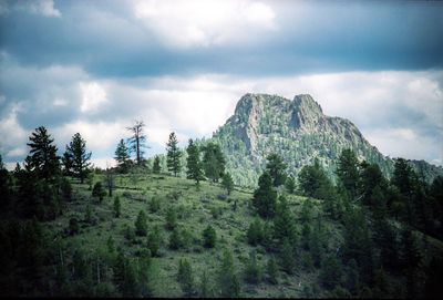 Scenic view of trees in forest against sky