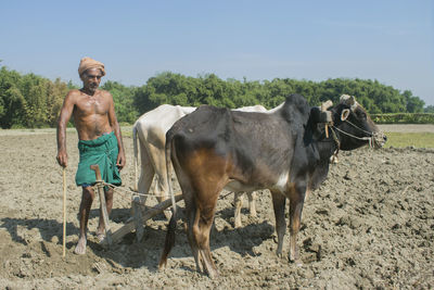 Full length of shirtless farmer standing at farm field with bullocks ready to plough