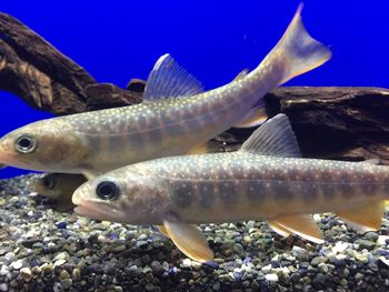 Close-up of fish swimming in sea