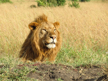 Male lion sitting in a field.