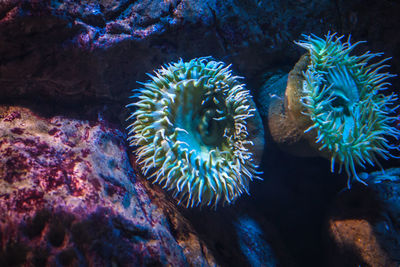 Close-up of coral in sea