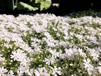 Close-up of white flowers blooming outdoors