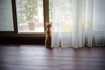 Cat looking through window at home