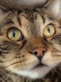 Close-up portrait of a cat