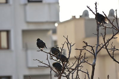 Low angle view of birds perching on bare tree