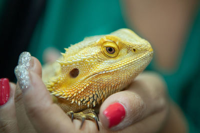 Midsection of woman holding iguana