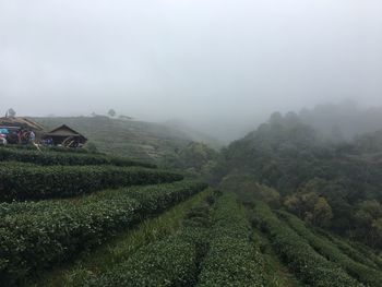 Scenic view of agricultural field against sky during foggy weather