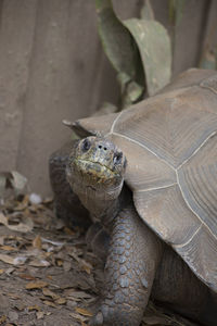 Close-up of a turtle on field