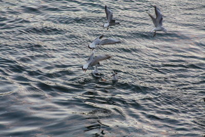 Bird in water