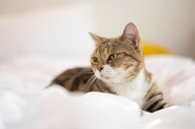 Cat lying on bed