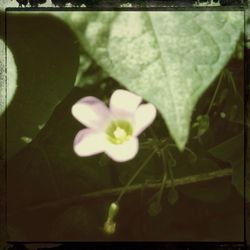 Close-up of flowers