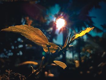 Close-up of autumn leaves against sky