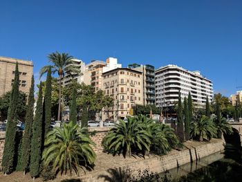 Palm trees and buildings against clear blue sky