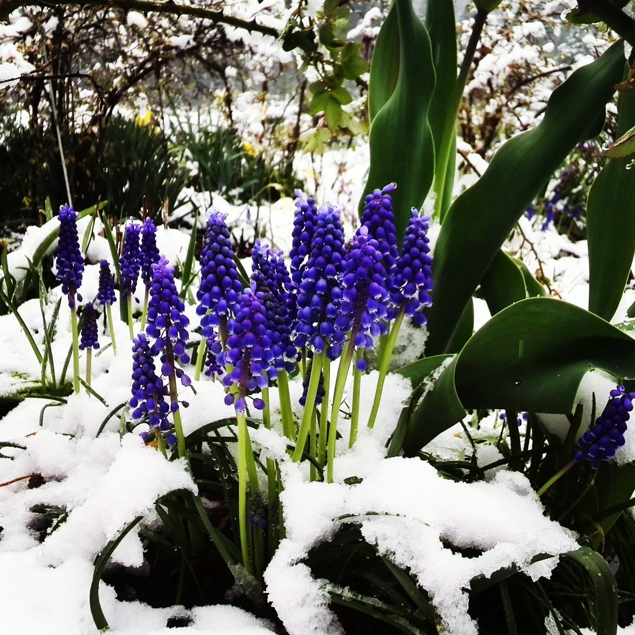 flower, growth, purple, freshness, leaf, plant, beauty in nature, fragility, nature, blue, green color, close-up, blooming, petal, in bloom, day, botany, season, white color, growing