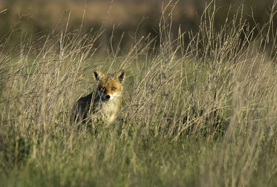 Portrait of an animal on land