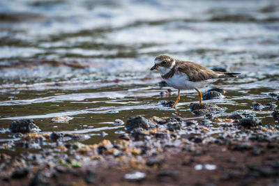 Bird on wet field