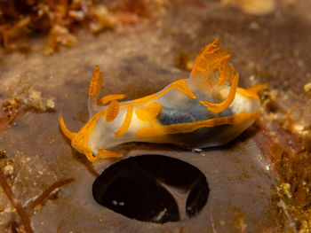 Close-up of fish swimming in sea