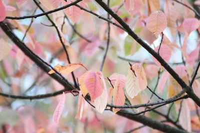 Close-up of cherry blossom tree