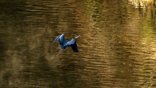 View of a bird flying over lake