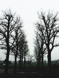 Bare trees on field