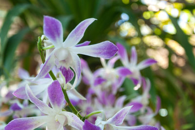 Close-up of purple flowering plant