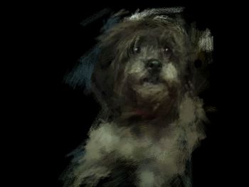 Portrait of dog