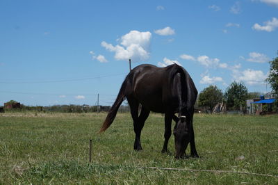 Horse grazing in pasture