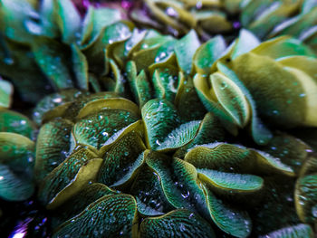 Full frame shot of fresh green plants