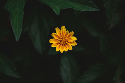 Close-up of yellow flowering plant