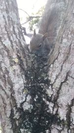 Close-up of lizard on tree trunk