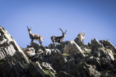 Low angle view of animal on rock against clear blue sky