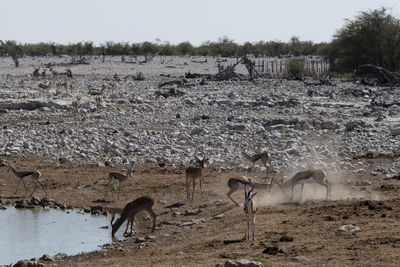 group of animals