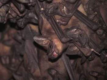 Close-up of lizard