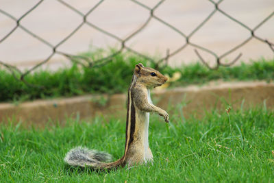 Squirrel standing on two legs and looking something in the grass field
