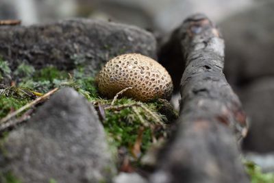 Close-up of mushrooms growing on tree trunk