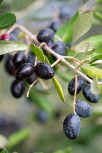 Black and green ripe olives growing on the branch of an olive tree ready to be collected, vertical