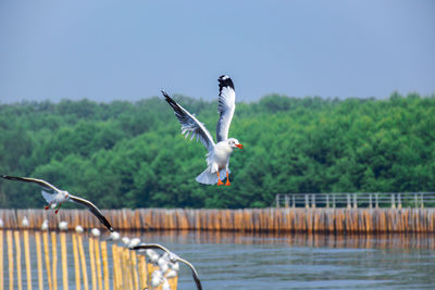 Seagull flying over a water