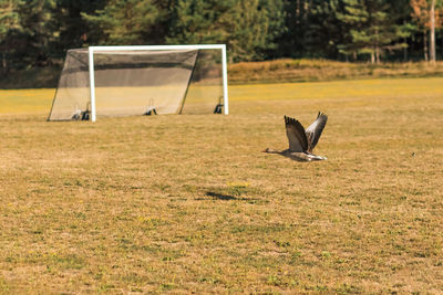 Birds flying over a field