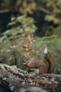 Close-up of squirrel