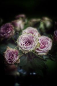 Close-up of pink roses