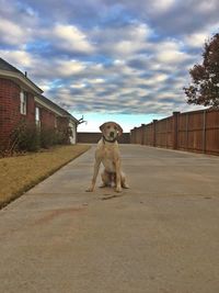 Dog standing on road against sky