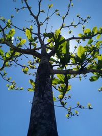 Low angle view of tree against blue sky