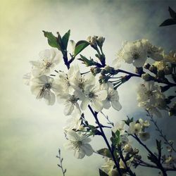 Close-up of white flowers