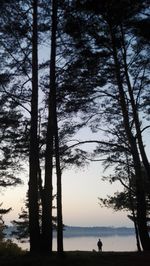 Silhouette trees by forest against sky during sunset