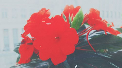 Close-up of red rose