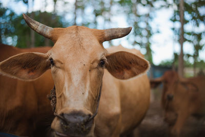 Close-up portrait of cow